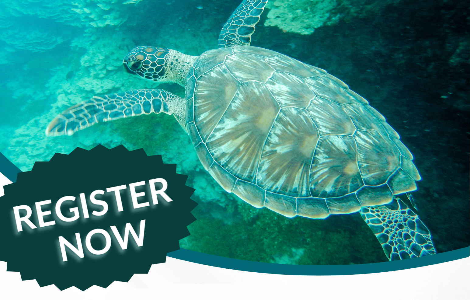 Turtle Swiming in tropical waters. Register now.